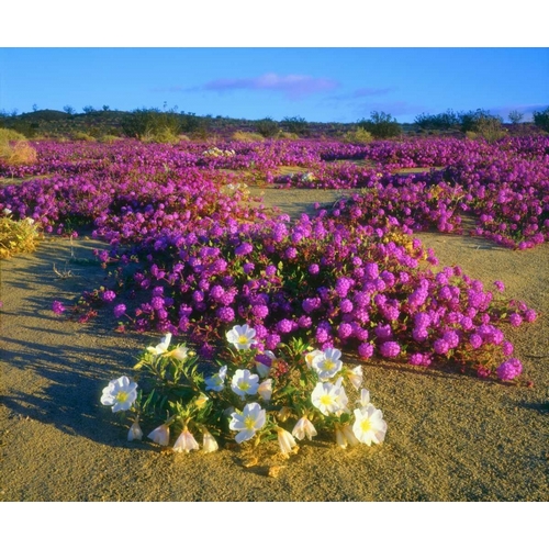 CA, Anza-Borrego Desert wildflowers